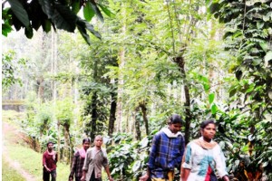 Plantation Trip