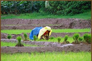 Paddy fields