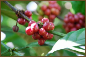 Coffee Beans