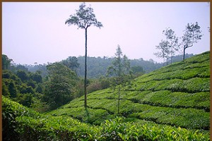 Plantation View