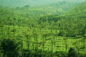 Plantation View