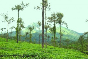 Tea Estate View