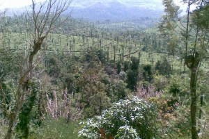 Tea Estate