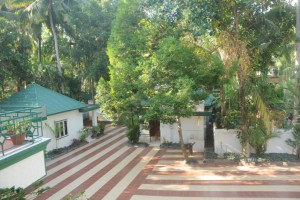 Lush Greenery 1
