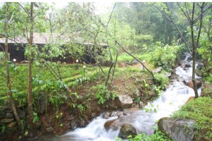 Restaurant amidst Nature