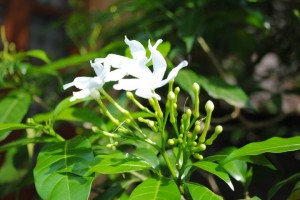 Nature's creation