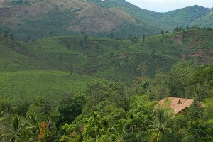 Plantation View