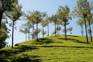 Plantation Plantation