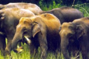 Wildlife Wildlife