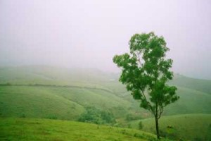 Wagamon Wagamon