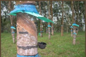Rubber Tapping