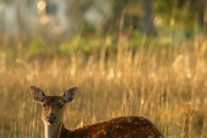 Wildlife1