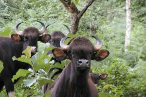 Wildlife