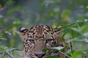 Wildlife3
