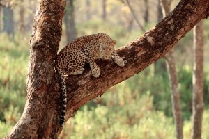 Wildlife2