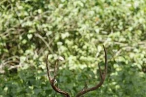 Wildlife