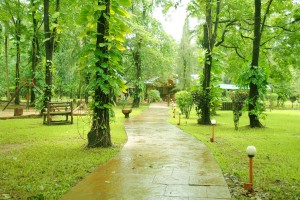 Greenery Greenery
