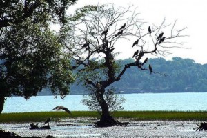 Birds at Chapora River
