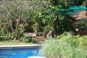 Tamarind Tree Poolside