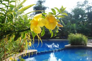 Poolside Yellow Flowers