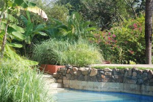 Poolside Greenery