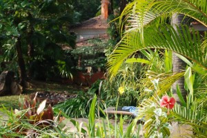 Garden Flowers