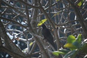Birdona Tree