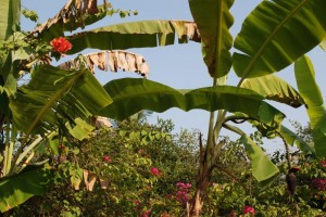 Banana Grove