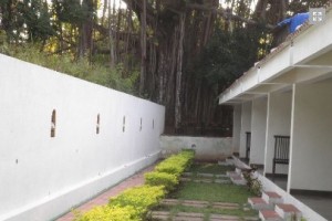 Banyan Tree