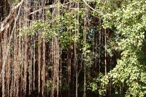 Banyan tree Banyan tree