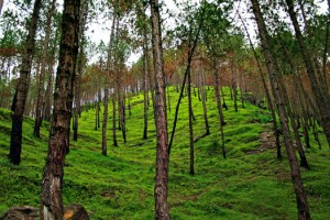 Nearby Jungle Nearby Jungle