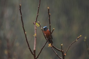 Bird Bird
