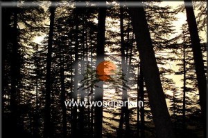 Forest Forest