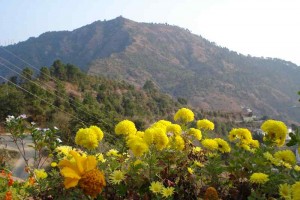 Flowers Flowers