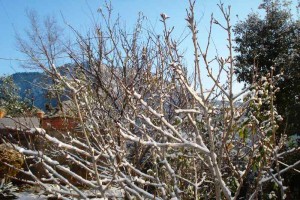During Snowfall During Snowfall