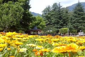 Flowers Flowers