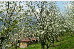 Orchard Orchard