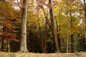 Forest Forest