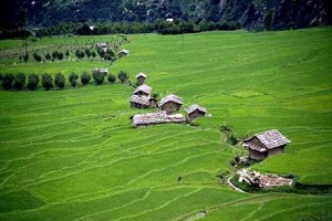 Cottages amidst greenery Cottages amidst greenery