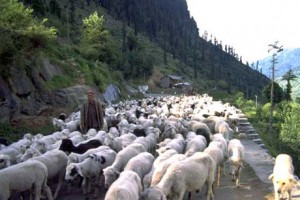 Shepherd