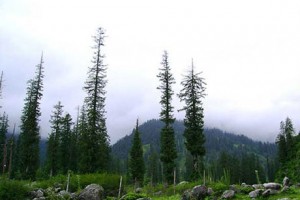 Pine forest