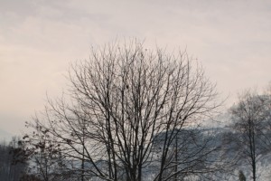 Lone tree