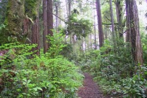 Nature Walk