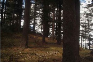 Forest View