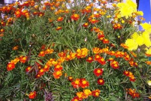 Flowers