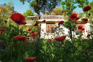 Flower Garden Flower Garden