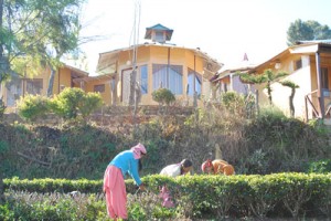Tea Garden