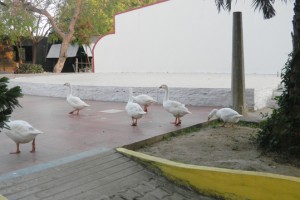 Ducks
