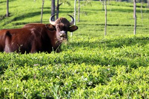 Tea garden