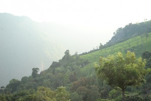 Misty morning